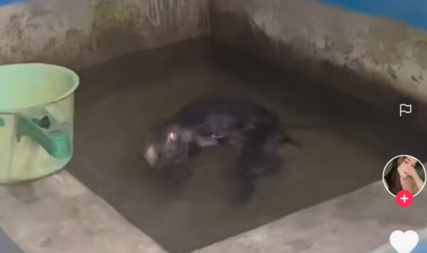 Video Kelinci Asyik Berenang di Bak Mandi, Seru Banget