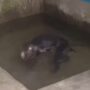 Kelinci berenang