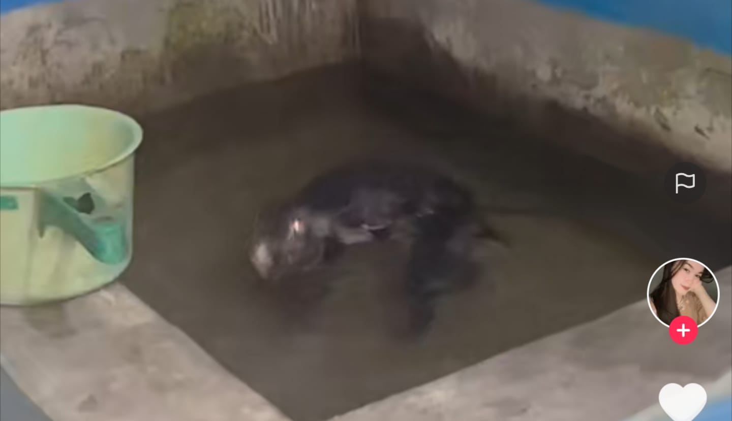Kelinci berenang