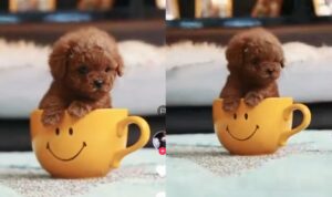Video Anjing Mungil Masuk ke Dalam Cangkir, Bak Boneka