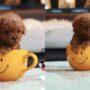 Anjing lucu
