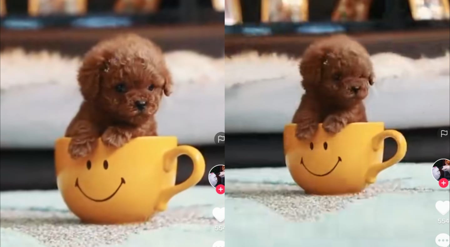 Anjing lucu