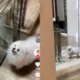 Anjing pintar