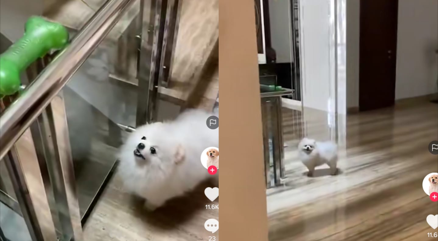 Anjing pintar