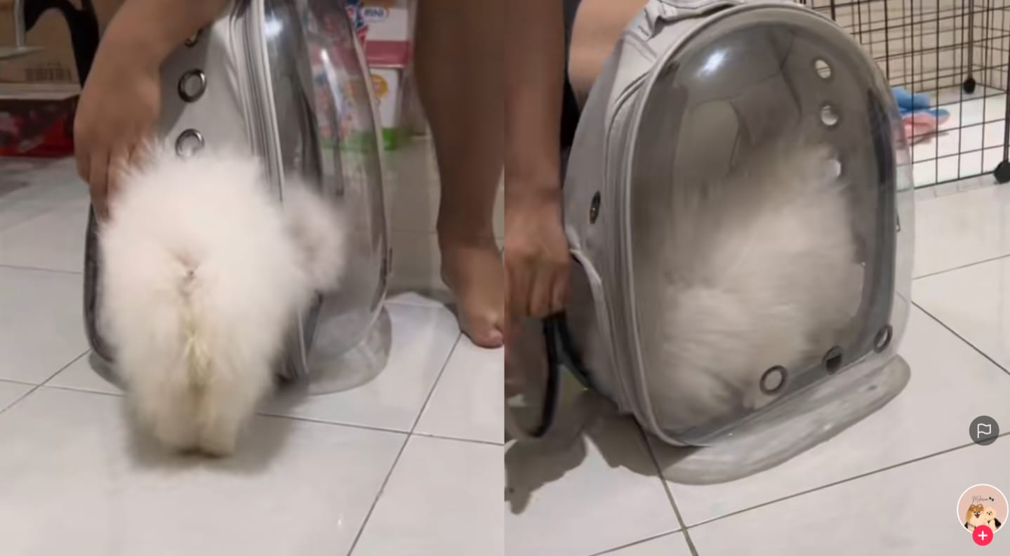 Anjing pintar