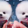 Anjing lucu