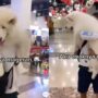 Anjing manja
