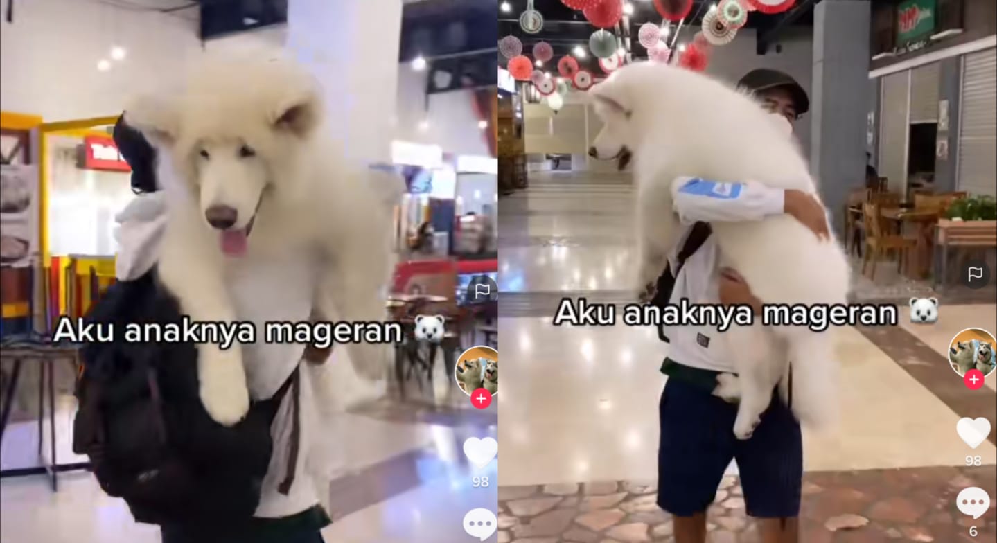 Anjing manja
