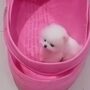 Anjing lucu