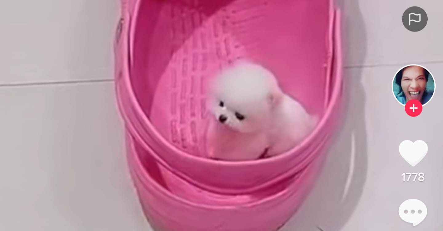 Anjing lucu