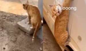 Video Kucing Saat Minta Tolong, Tangannya Kejepit Spion