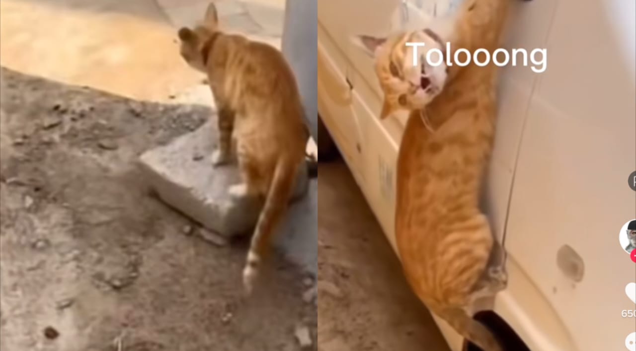 Kucing lucu