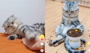 Video Ekspresi Kucing Ini Saat Badmood, Bikin Gemas