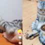 Kucing marah