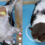 Kucing lucu