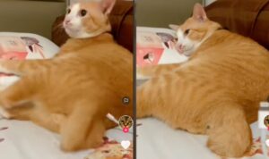 Video Perbedaan Sebelum dan Sesudah Kucing di Charge, Kocak Abis