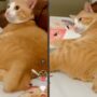 Kucing lucu