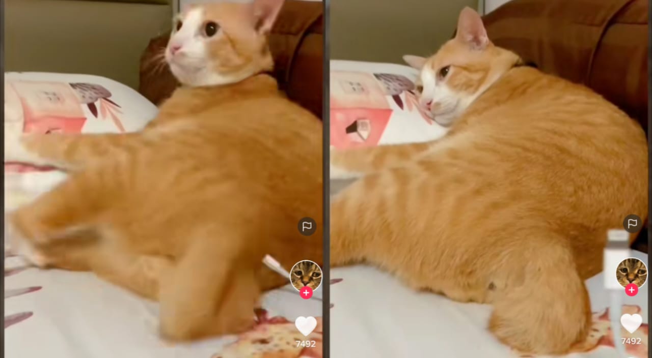 Kucing lucu