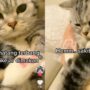 Kucing lucu