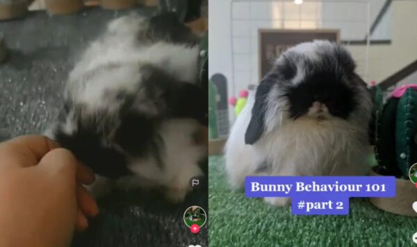 Video Aksi Lucu Kelinci, Bikin Gemas