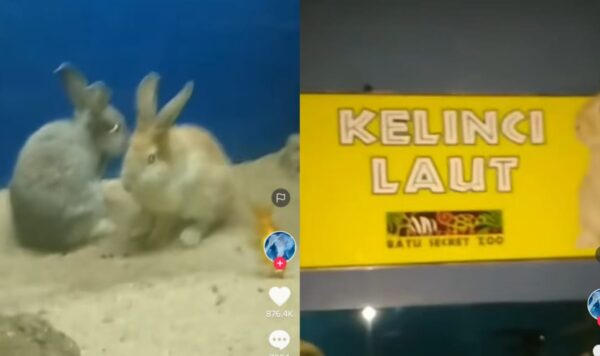 Video Penampakan Kelinci Laut, Kocak Abis