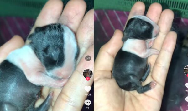 Video Penampakan Anak Kelinci, Lucu Banget