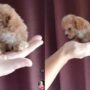 Anjing lucu