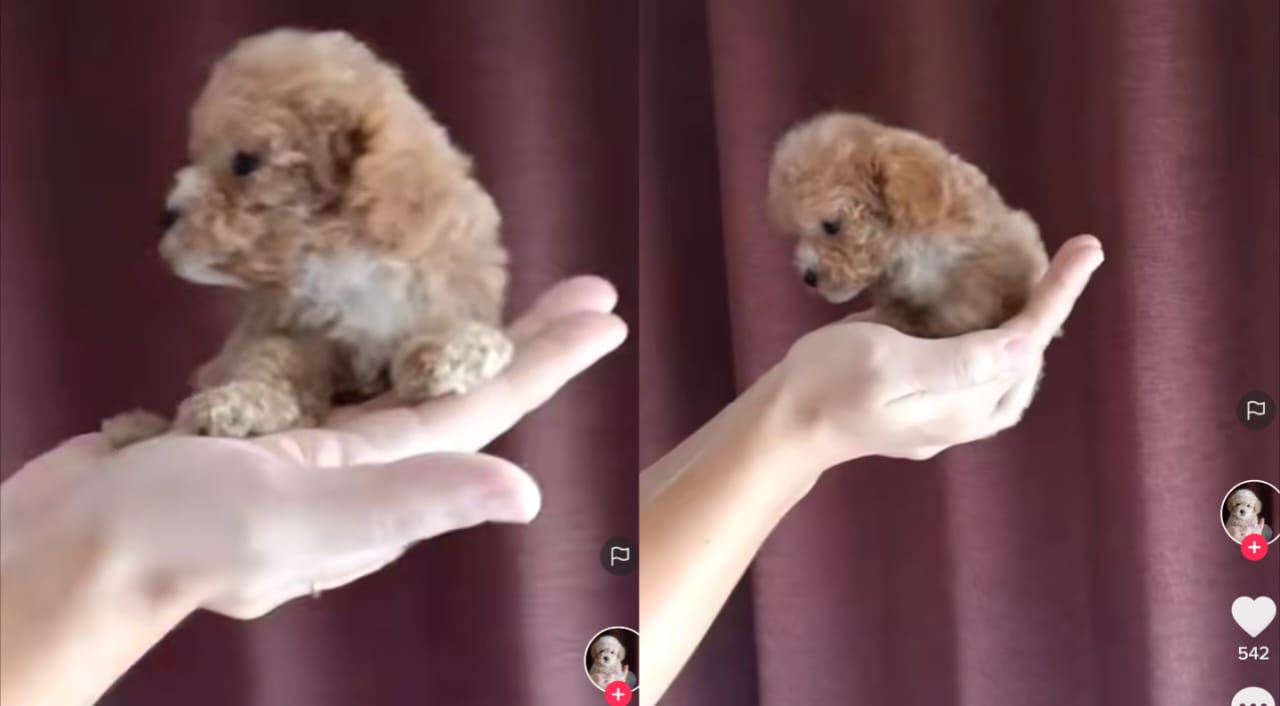 Anjing lucu