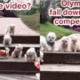 Anjing bermain
