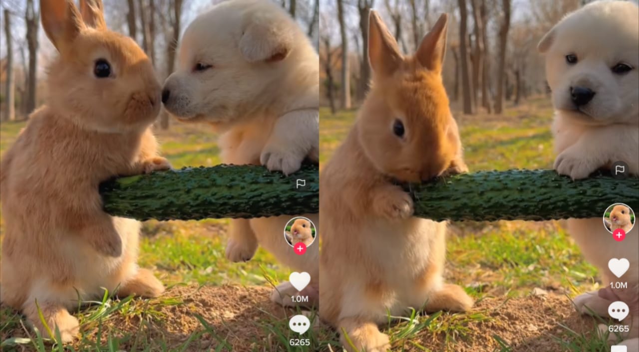 Anjing lucu