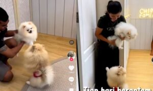 Video Anjing Berantem Saat Digendong, Beda Cerita Saat Dilantai