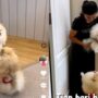 Anjing songong