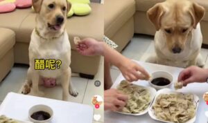 Video Anjing Kesal Saat Tidak Dikasih Makan, Kasihan Banget