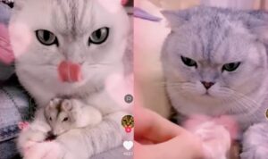 Video Persahabatan Kucing dan Marmut, Bikin Gemas