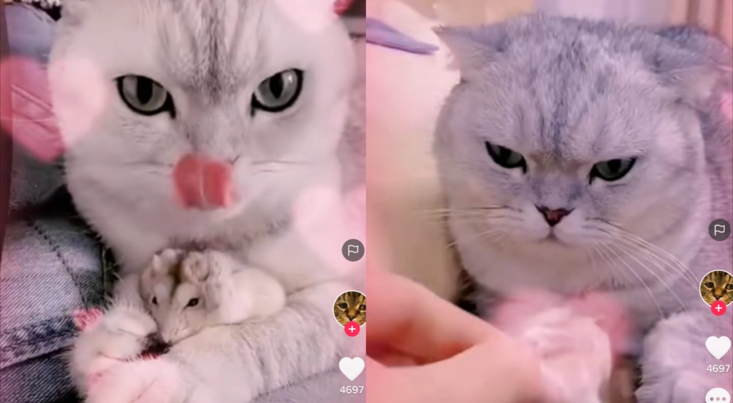 Kucing bermain