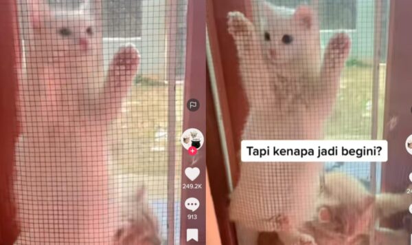 Video Lucu Kucing Terjebak Diantara Jendela dan Jaring, Bak Penjara