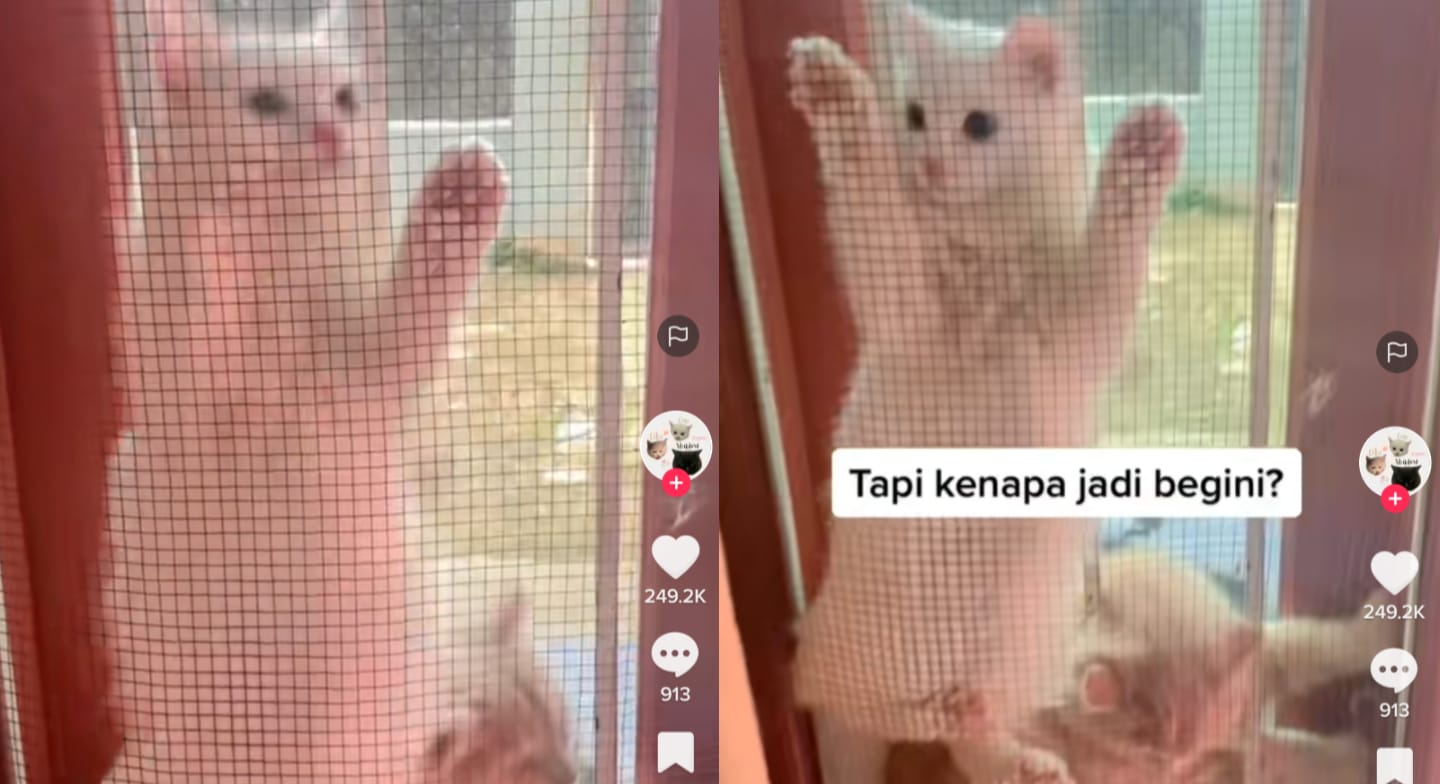 Kucing bermain