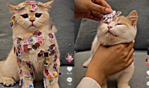 Perbedaan Ekspresi Kucing Saat Digoda Pemiliknya, Mukanya Sedih Banget