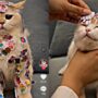 Kucing lucu