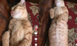 Video Kucing Tidur Terlentang Bak Habis Makan Sepiring Penuh, Bikin Gemas
