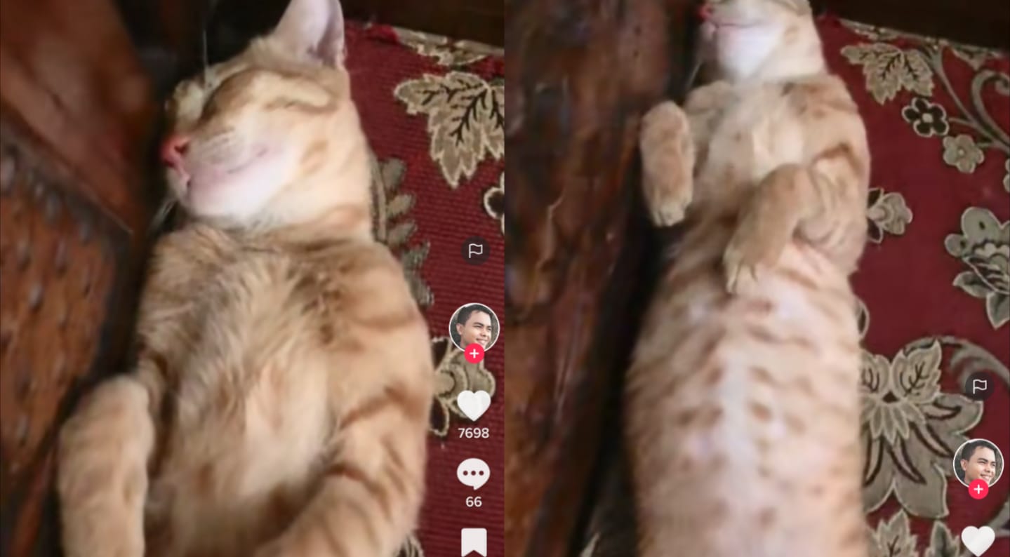 Kucing tidur