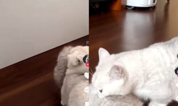 Video Kucing Gendong Anaknya yang Masih Bayi, Endingnya Bikin Ngakak