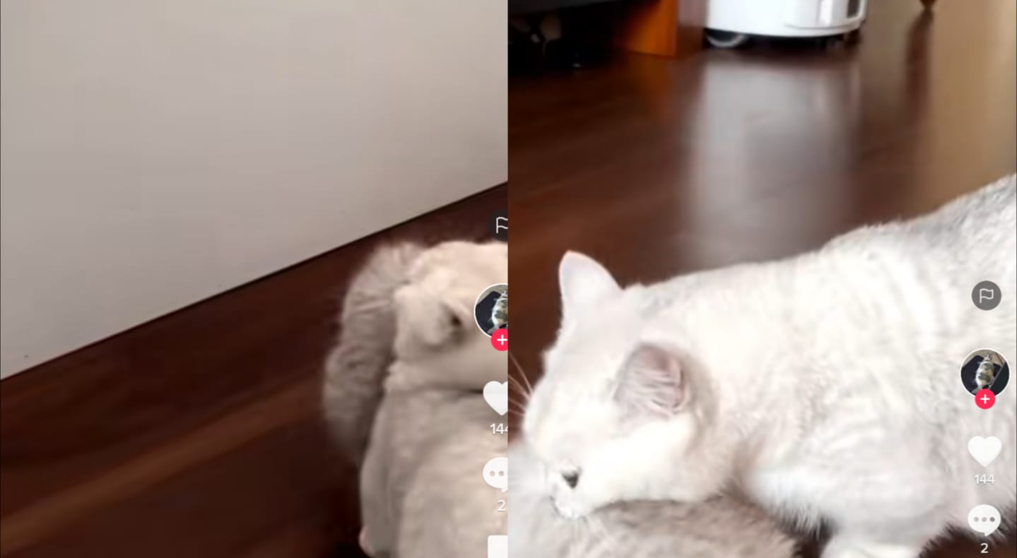 Anak kucing