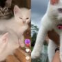 Kucing lucu