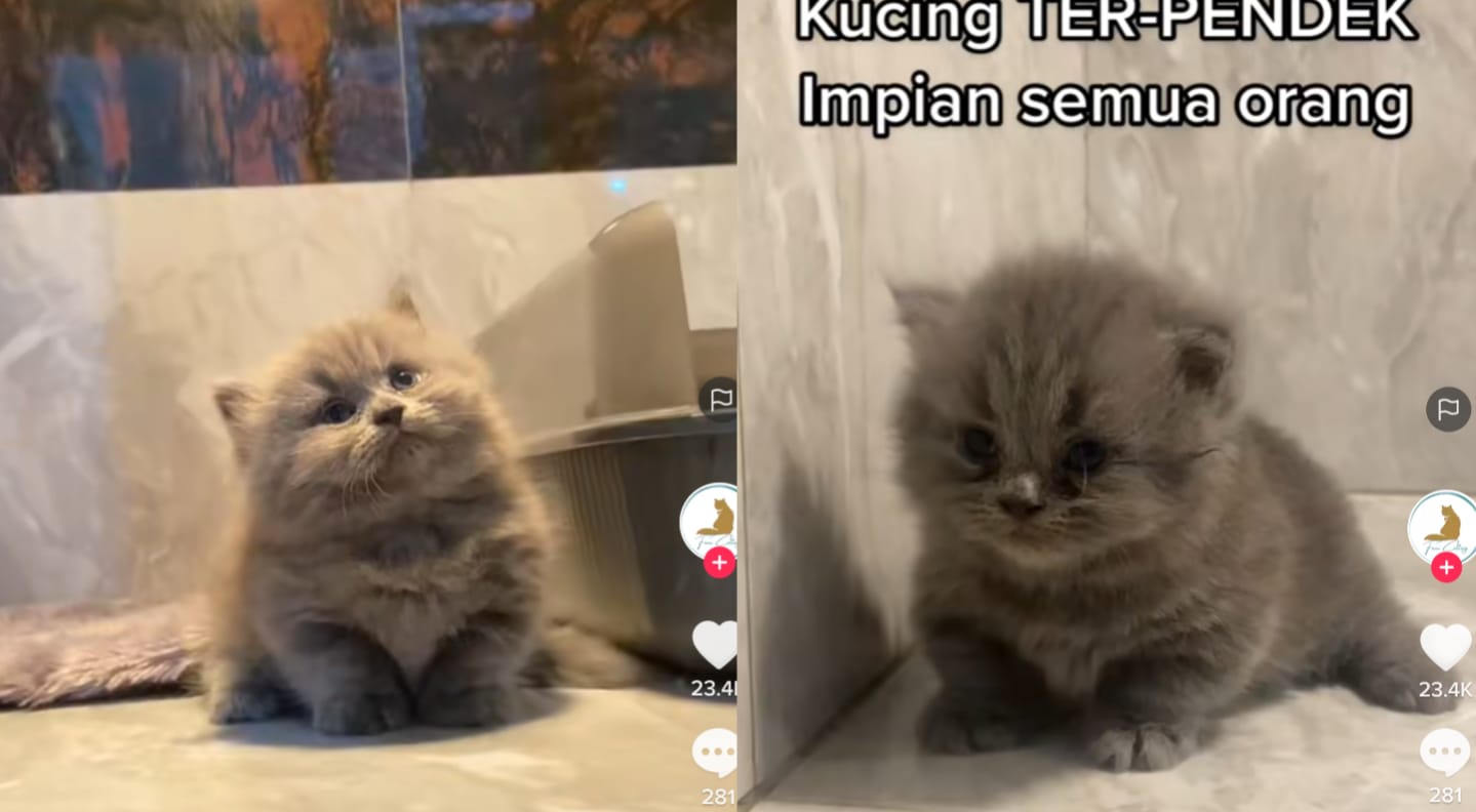 Kucing kaki pendek