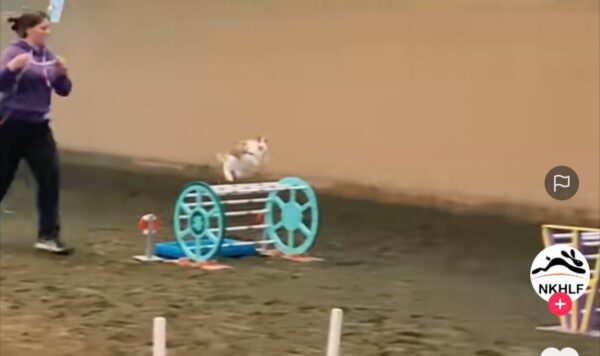 Kelinci Ini Berlatih Keras dengan Pemiliknya, Calon Atlet