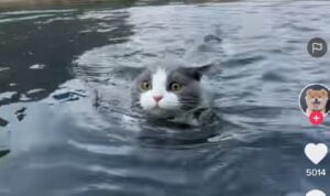 Video Kucing Pandai Berenang, Bisa Jadi Atlet Gak Ya?