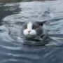 Kucing berenang