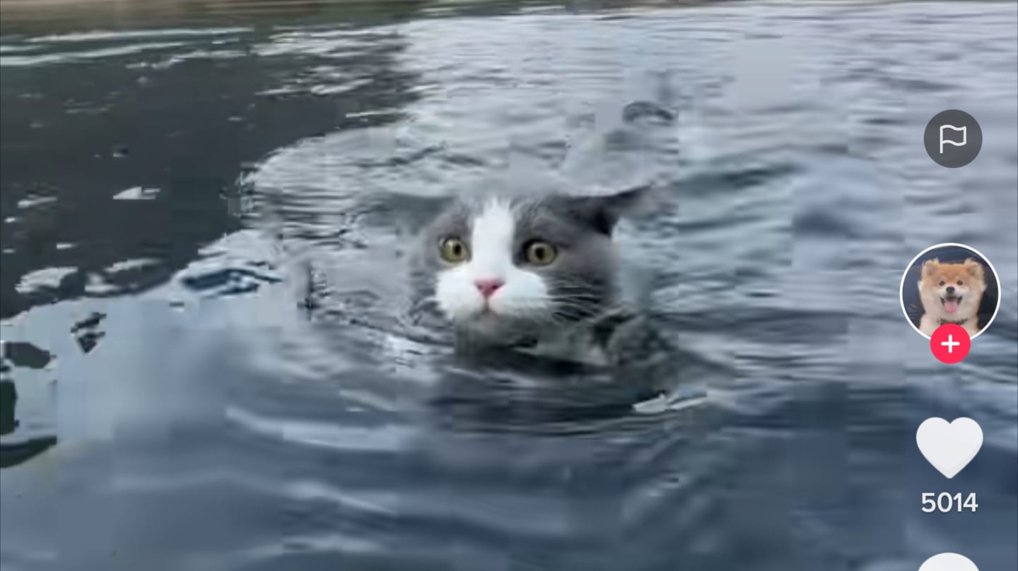 Kucing berenang
