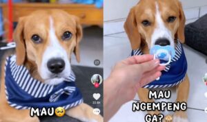 Video Anjing Bertingkah Bak Bayi, Lucu Banget